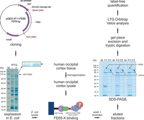 Workflow For The Identification Of Novel Fe65 Interacting Proteins