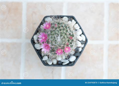 A Cactus And Pink Flower In A Pot With Nature Bokeh Background