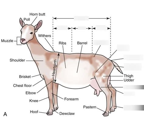 Goat Anatomy 1 Diagram Quizlet