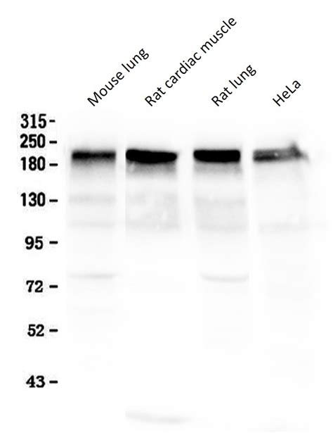 Anti Laminin Arg Arigobio