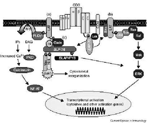 Tcr Signaling Pathways Download Scientific Diagram