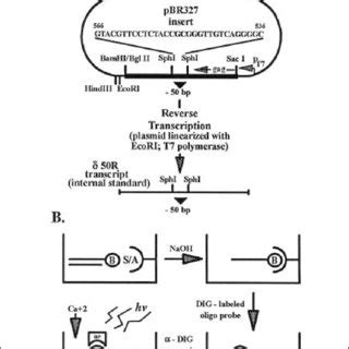 Viral Load Quantification In Clinical Samples By The Qc Pcr Microplate