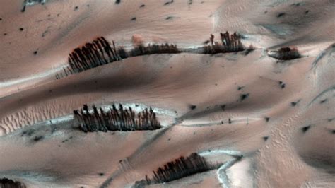 NASA Probe Photographs Trees On Mars