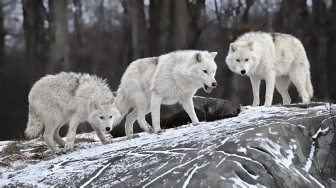 Nature Wolf Wallpapers - Top Free Nature Wolf Backgrounds - WallpaperAccess