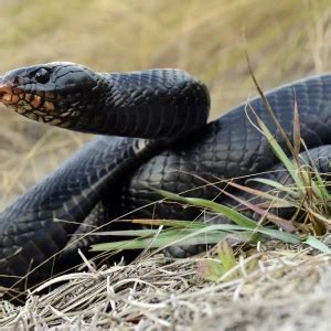 Eastern Indigo Snake - Facts, Diet, Habitat & Pictures on Animalia.bio