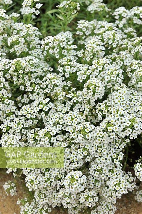 Lobularia maritima '... stock photo by Thomas Alamy, Image: 1313024