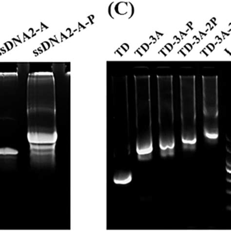 Characterization Of Dna Peptide Conjugates And Composite Nucleic Acid