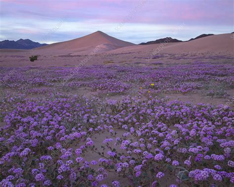 Sand verbena (Abronia villosa) blooming - Stock Image - C042/8874 ...