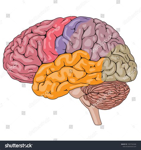 Vector Illustration Human Brain Parts Medical Stock Vector (Royalty