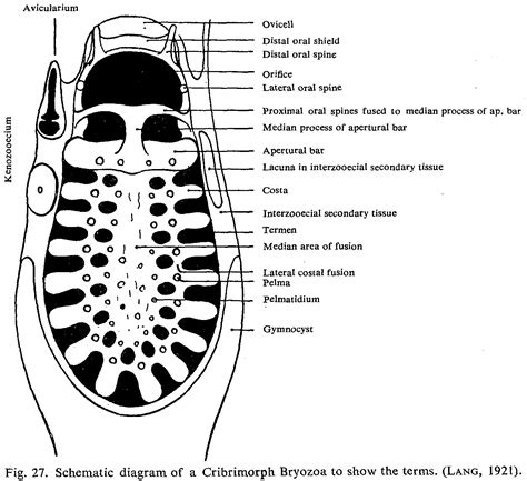 Glossary for the Bryozoa