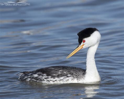 Clarks And Western Grebe Images Mia Mcpherson S On The Wing Photography