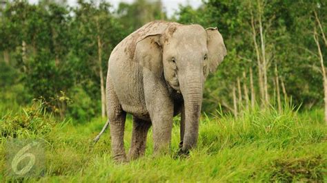 Jalan Pulang Puluhan Gajah Sumatera Jadi Kebun Sawit - Regional ...