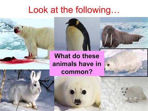animals adaptations