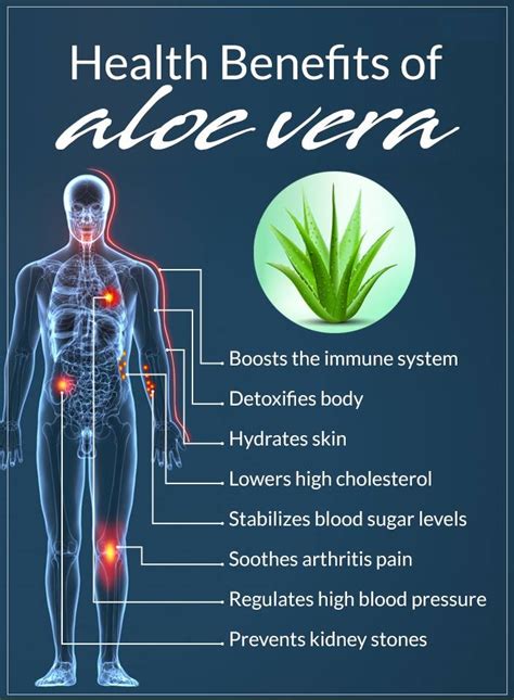 The Health Benefits Of Aloe Vera 18944 Hot Sex Picture