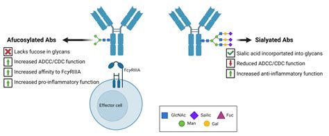 Modifying Antibody Functions Through Glycan Engineering Rapid Novor