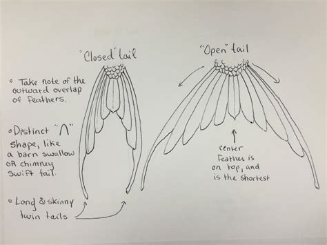 tail shape reference  circlingbirds  deviantart
