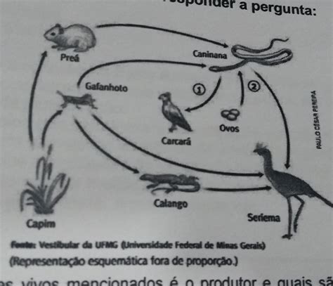 Considere A Cadeia Alimentar A Seguir Para Responder As Quest Es Librain