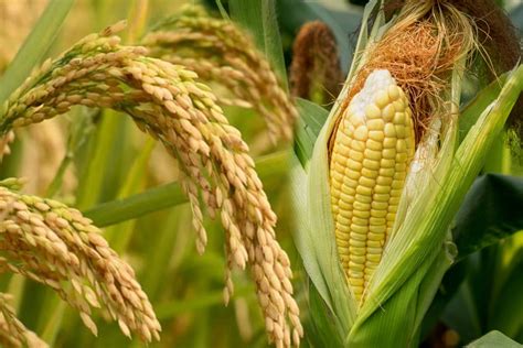 Phl Attains All Time Palay Corn Harvests In Official Portal Of