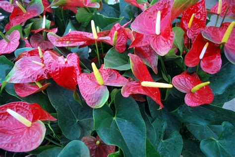 Free Images Leaf Flower Petal Red Botany Garden Flora Plants