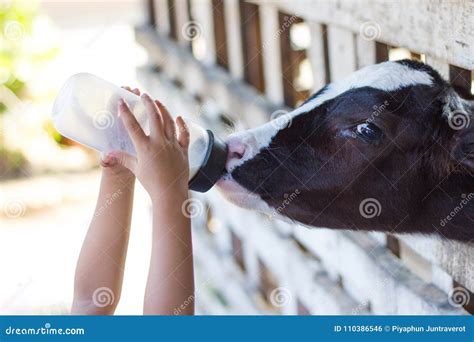 Baby Cow Feeding on Milk Bottle by Hand Child Stock Photo - Image of ...