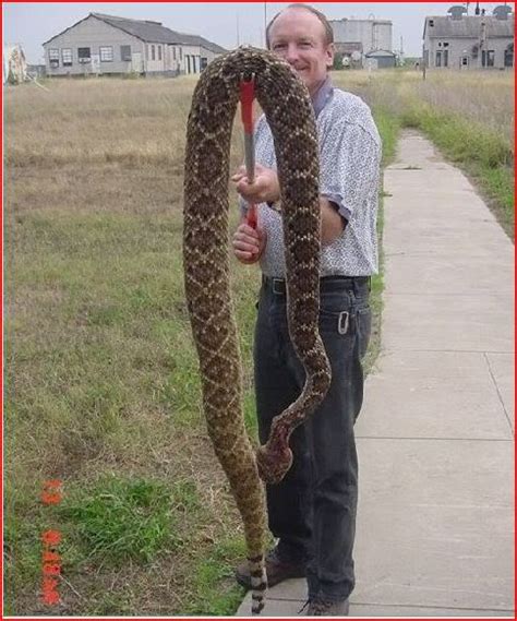 Largest Rattlesnake Ever Caught