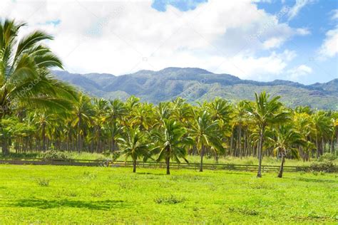 Pictures : hawaii palm trees | Hawaii Palm Tree Coconut Farm — Stock Photo © joshuarainey #37103617