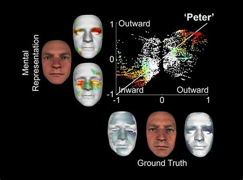 3d Model Shows How Face Identity Information Is Stored In The Brain