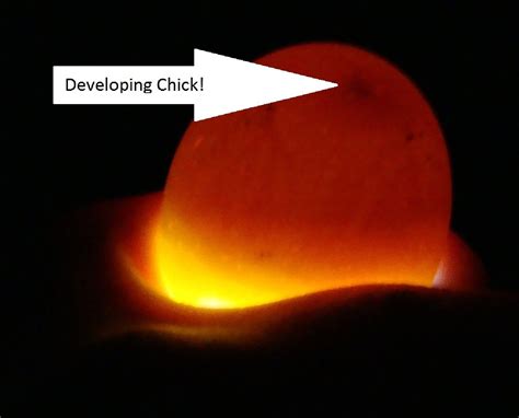 Hatching Chicks at MPL: Day 8!!!!!!! Candling Development!!!!!!