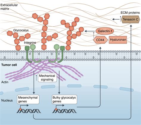 Tension Mediates A Glycocalyx Integrin Feedback Loop In Cancer The