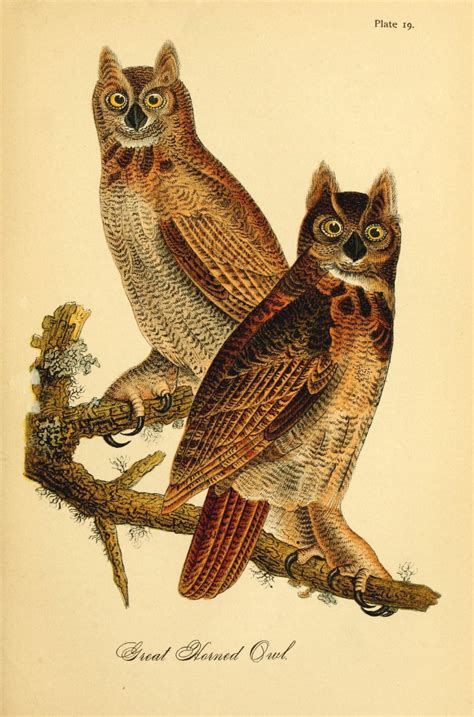 Birds Of Pennsylvania 1888 Great Horned Owl Poster Print By Unknown 18 X 24