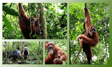 Pengen Liat Orang Utan Berkunjung Ke Bukit Lawang Aja Tour Medan