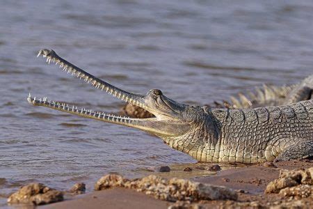 Gharials, a Critically Endangered Species of Crocodile