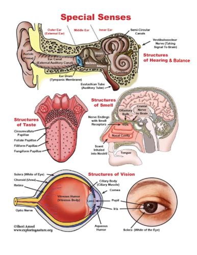 Head Ears Eyes Nose Tongue And Throat Special Senses Flashcards