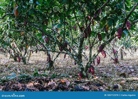 Cocoa Plantation Pod Plant In The Amazon Tropical Climate