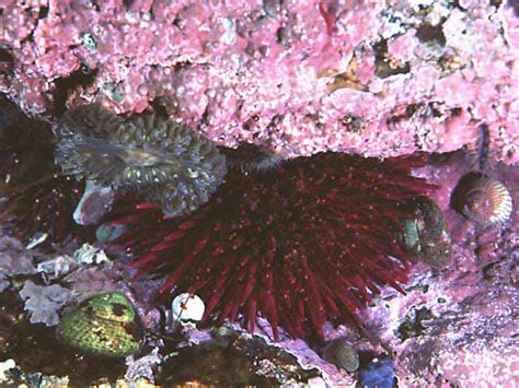 Purple Sea Urchin Paracentrotus Lividus Marlin The Marine Life