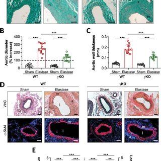 Activating FcγR deficiency reduces elastase‐induced AAA formation in... | Download Scientific ...