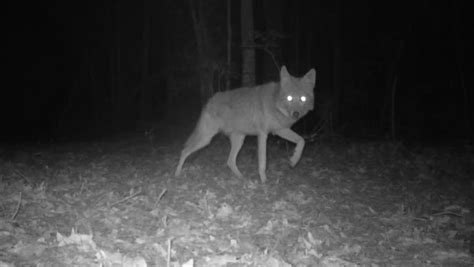 Rare Infrared Footage Of Coyote At Night.Coyote (Canis Latrans) Is A ...