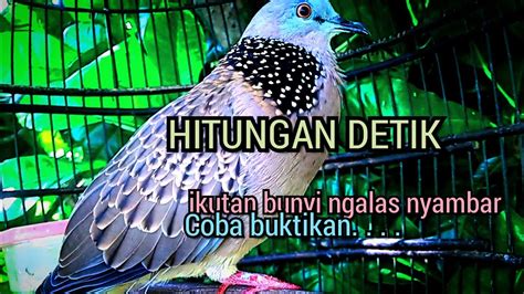 Derkuku Jawa Super Gacor Suara Merdu Tajam Cocok Buat Pancingan Dan