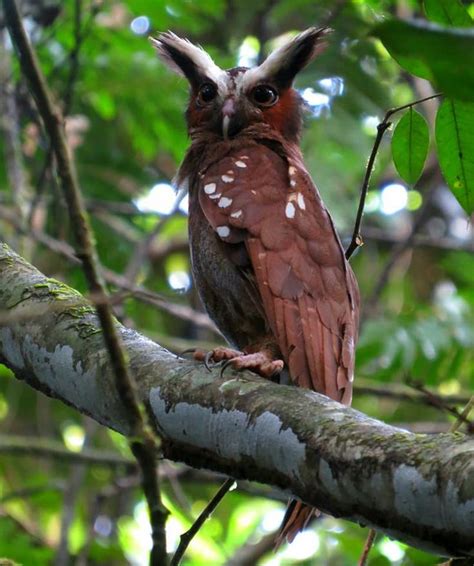 Crested Owl In 2021 Lowland Owl South America