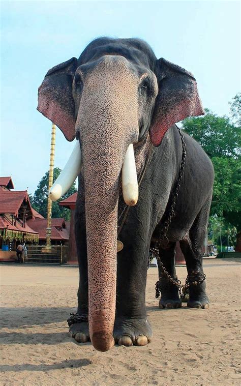 Kerala Elephants | Kerala Festivals | Travelberry Kerala Tours