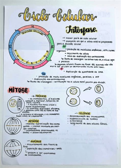 Mapa Mental Sobre Ciclo Celular Study Maps Artofit