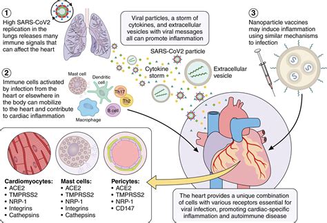 COVID 19 Myocarditis And Pericarditis Circulation Research