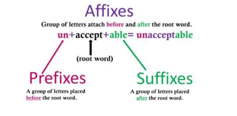 A Study Of Biological Prefixes And Suffixes Answers Study Poster