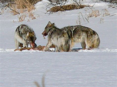Hunted By Wolves And Shadow 7