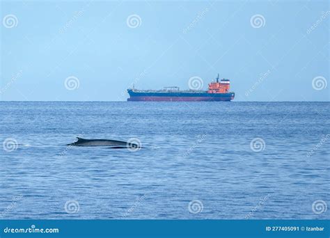 Two Fin Whales Mother And Calf Balaenoptera Physalus Endangered Rare To