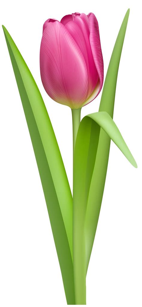 A Pink Tulip With Green Leaves On A White Background