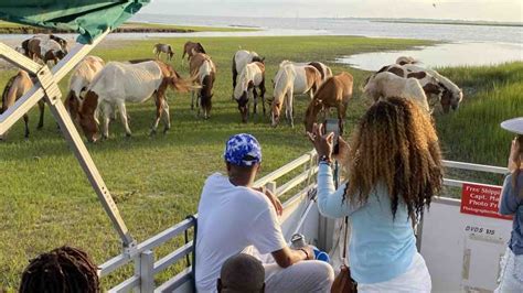 Desde la isla de Chincoteague Excursión en barco por la isla de