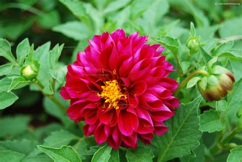 Dahlia Varieties With Names