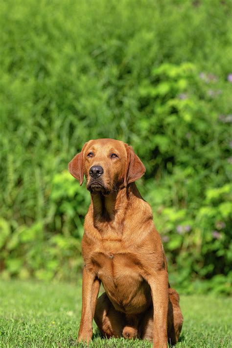 Fox Red Labrador Retriever Photograph by Linda Arndt - Pixels