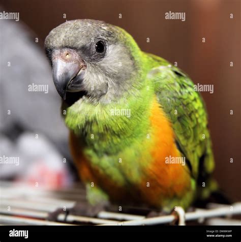 Quaker parrot hi-res stock photography and images - Alamy